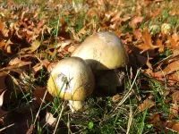 Groene Knolamaniet [Amanita phalloides]
